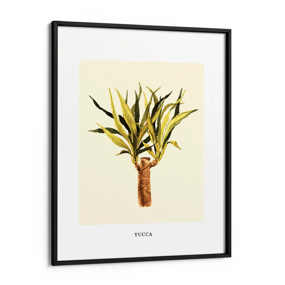 Yucca