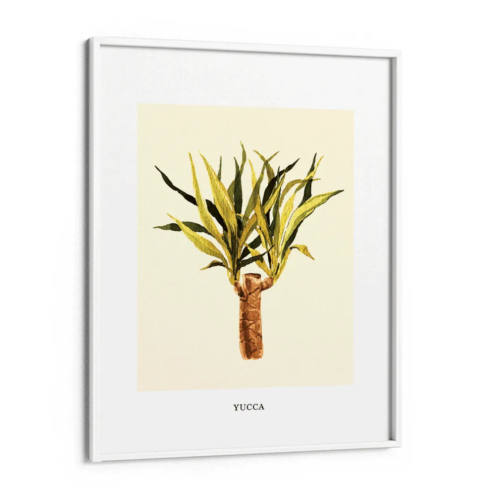 Yucca
