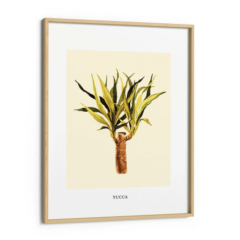 Yucca