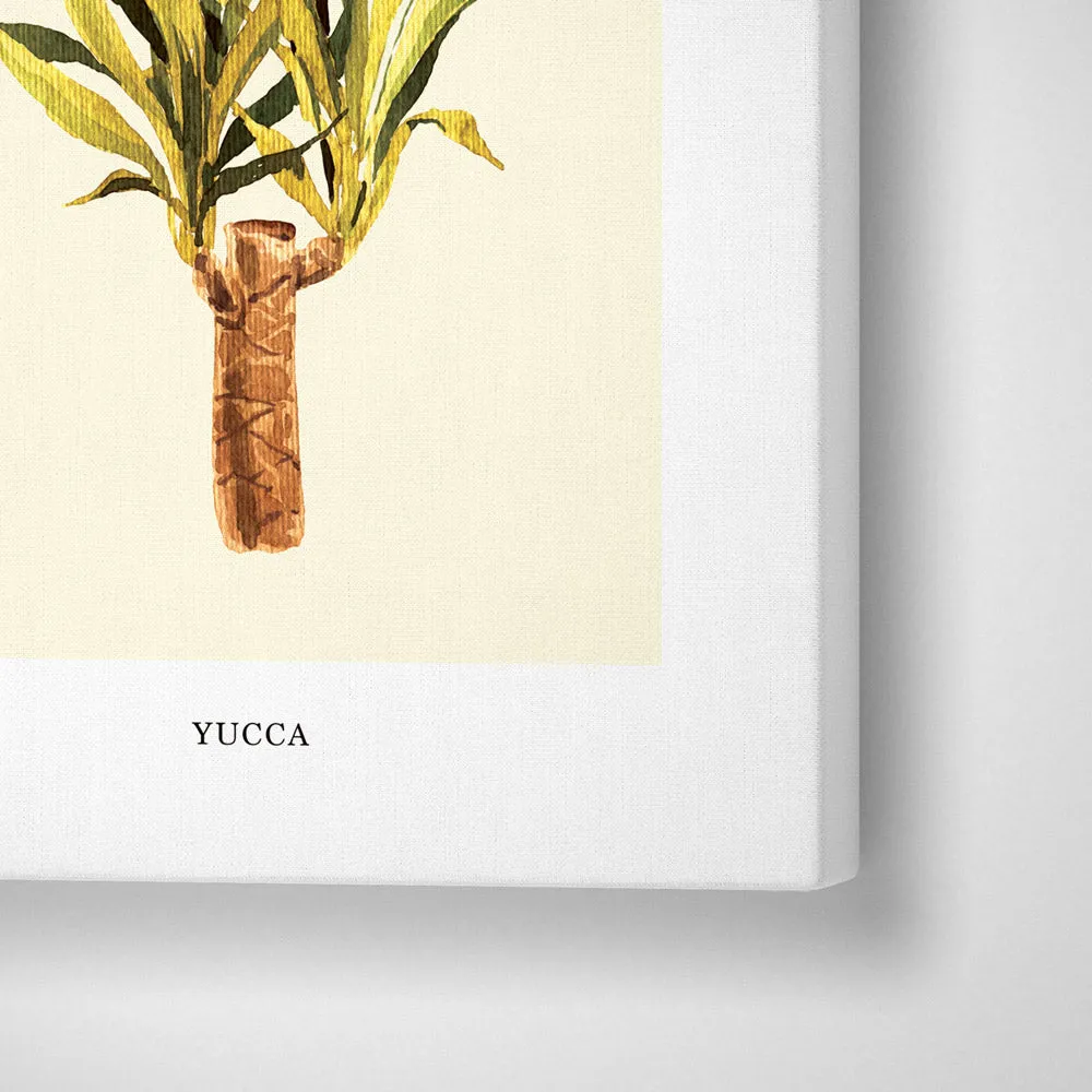 Yucca