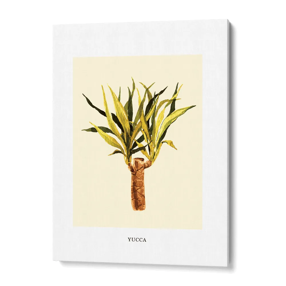 Yucca