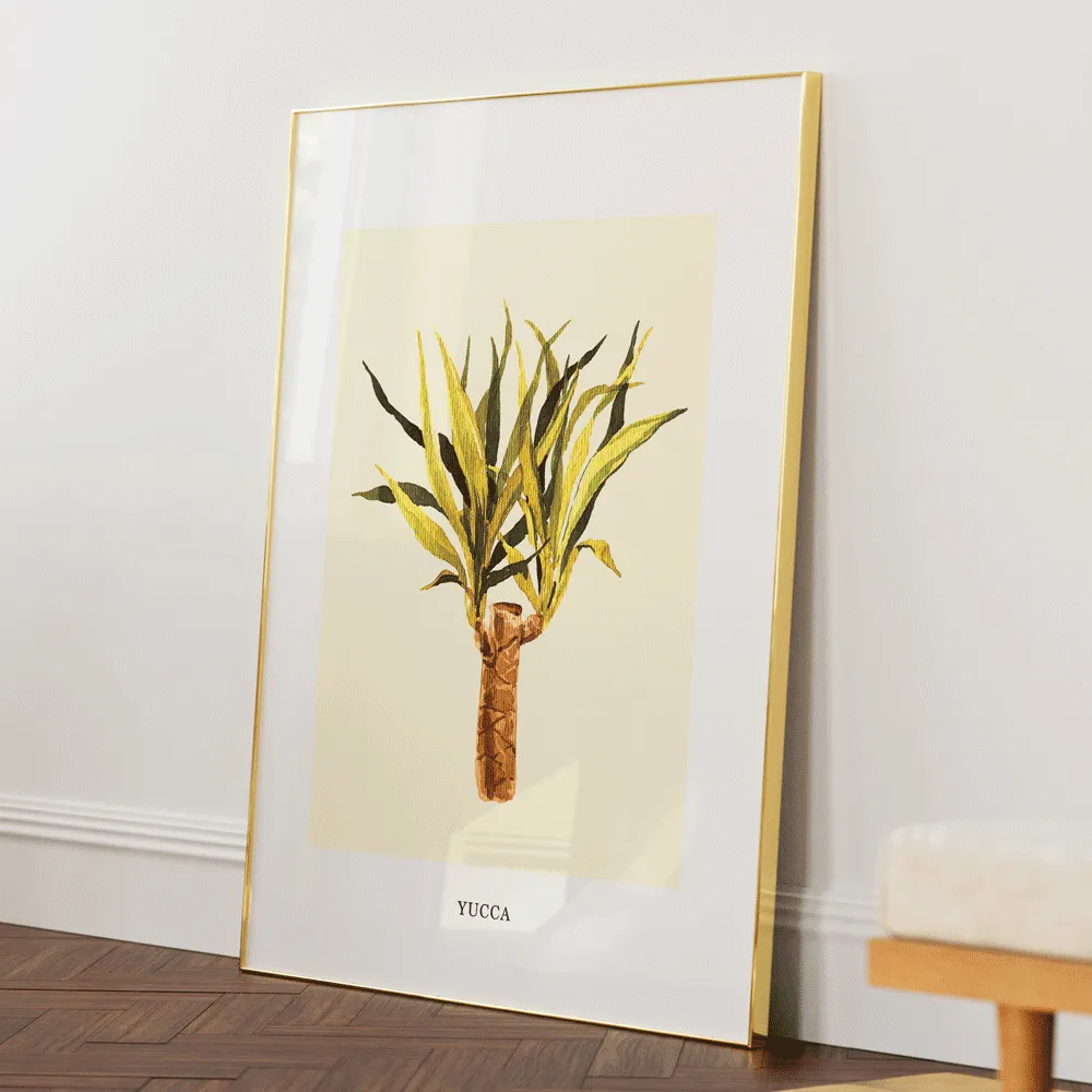 Yucca