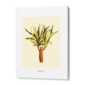 Yucca